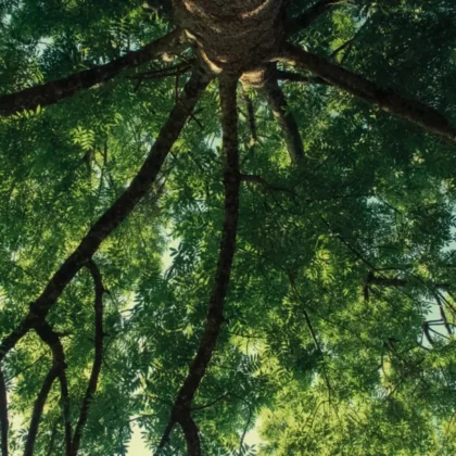 Articles sur l’écologie - Dessus du frêne, arborétum d’Angecourt. Joris POUPET