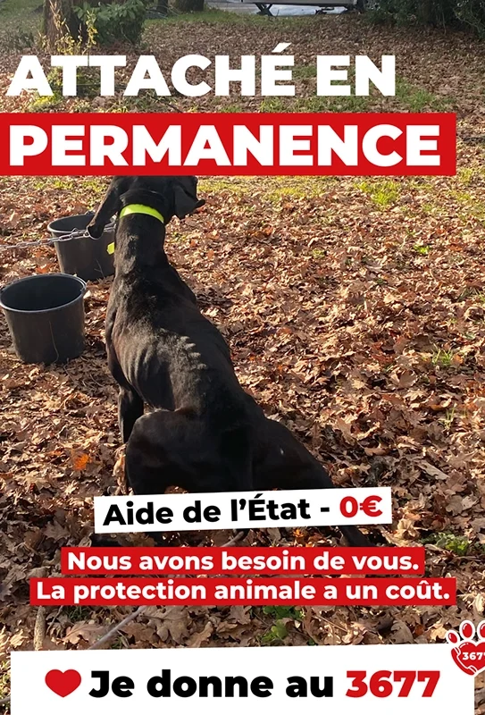 Maltraitance animale 3677