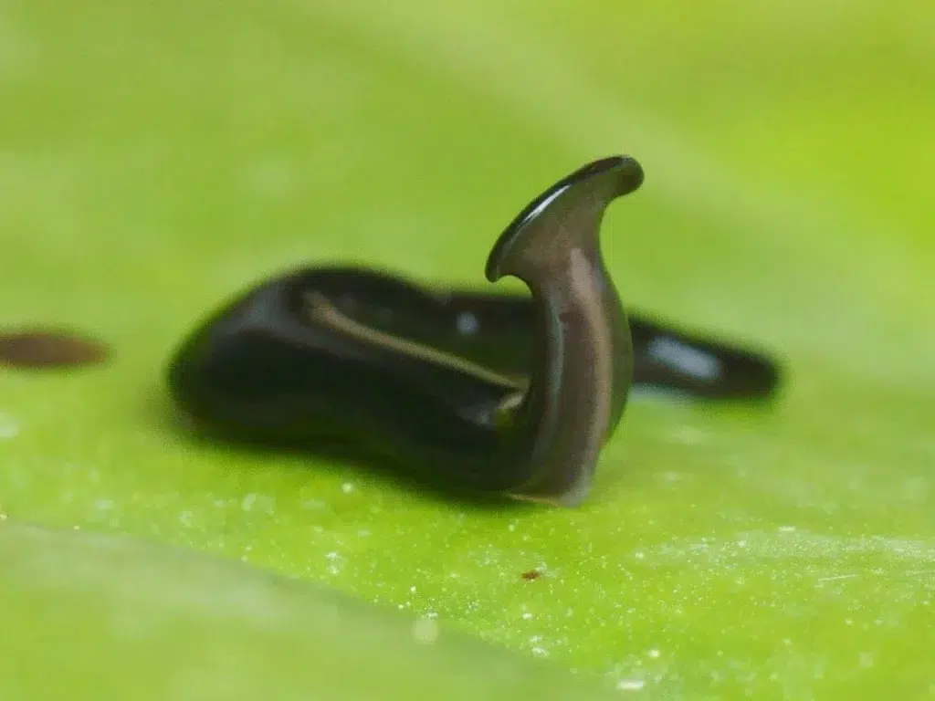 Le compostage, éco-responsable ? #29 2 ver plat.jpg